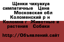 Щенки чихуахуа симпатичные › Цена ­ 12 000 - Московская обл., Коломенский р-н, Коломна г. Животные и растения » Собаки   